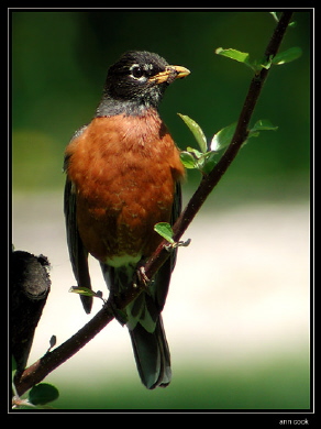Photo (6): American Robin