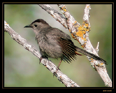 Photo (10): Gray Catbird