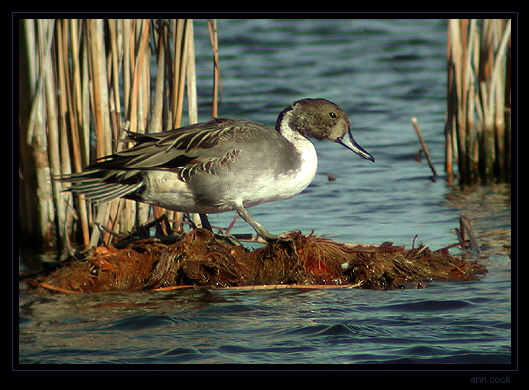 Photo (16): Northern Pintail