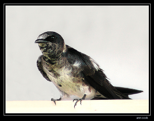 Photo (5): Purple Martin