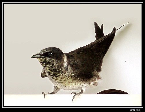 Photo (6): Purple Martin