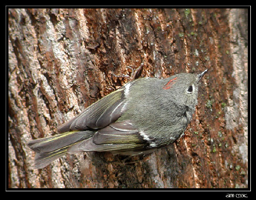 Photo (17): Ruby-crowned Kinglet