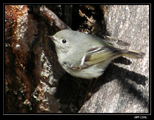 Photo (20): Ruby-crowned Kinglet