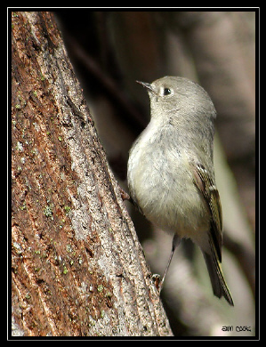 Photo (21): Ruby-crowned Kinglet