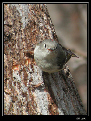 Photo (16): Ruby-crowned Kinglet