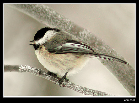 Photo (1): Black-capped Chickadee