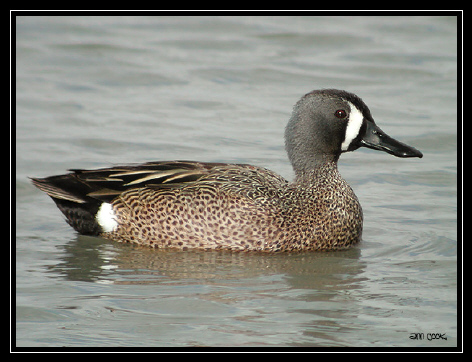 Photo (1): Blue-winged Teal