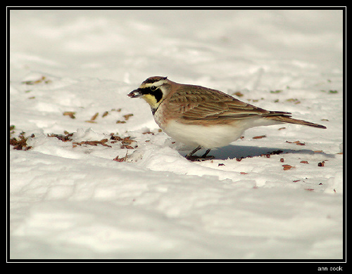 Photo (7): Horned Lark