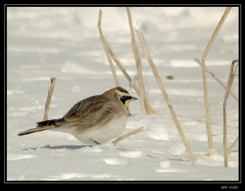 Photo (8): Horned Lark