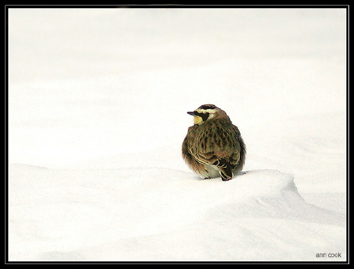 Photo (10): Horned Lark