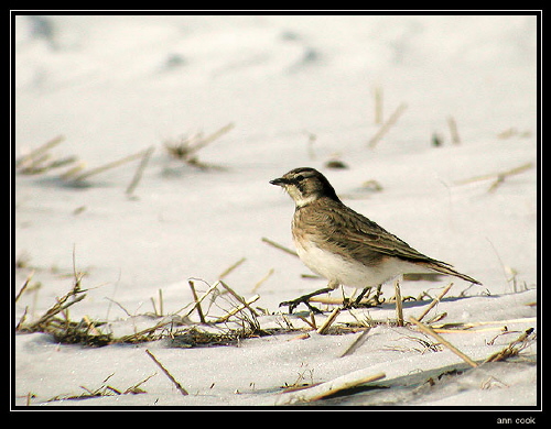Photo (11): Horned Lark