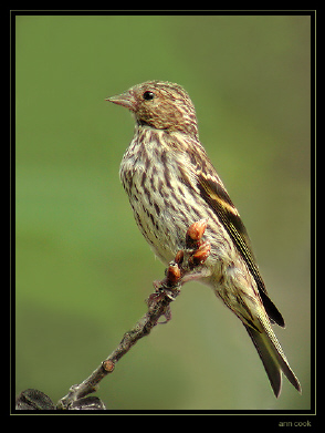 Photo (2): Pine Siskin
