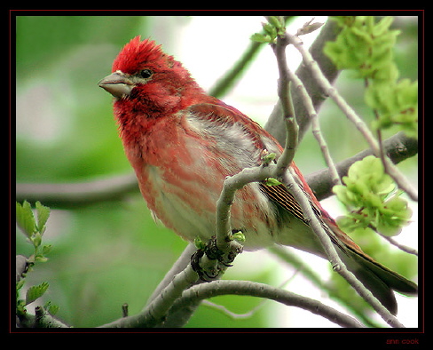 Photo (1): Purple Finch
