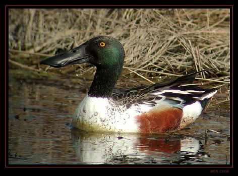 Photo (7): Northern Shoveler