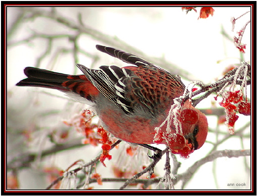 Photo (1): Pine Grosbeak