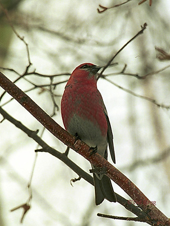 Photo (9): Pine Grosbeak