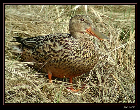 Photo (9): Northern Shoveler