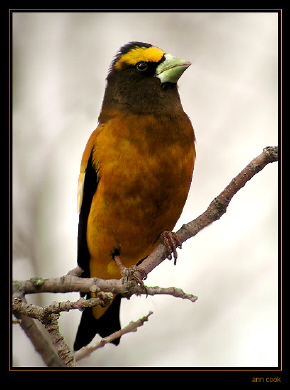 Photo (1): Evening Grosbeak