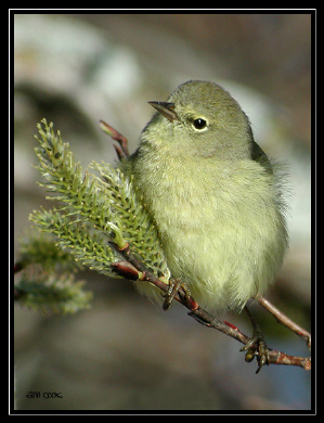 Photo (9): Orange-crowned Warbler