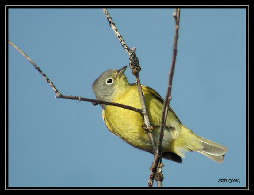 Photo (8): Nashville Warbler