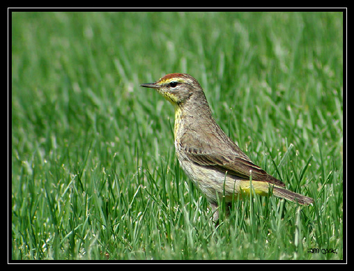 Photo (22): Palm Warbler