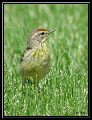 Photo (15): Palm Warbler
