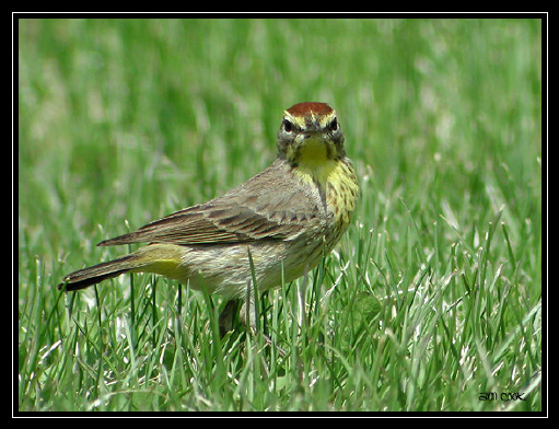 Photo (16): Palm Warbler