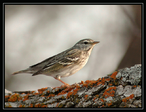 Photo (2): Blackpoll Warbler