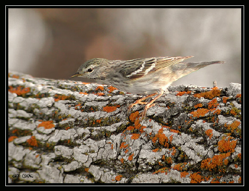 Photo (6): Blackpoll Warbler
