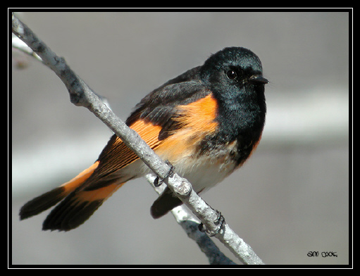 Photo (3): American Redstart