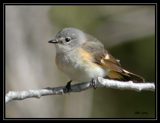 Photo (4): American Redstart