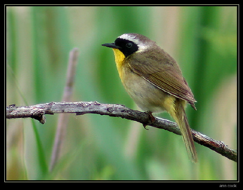 Photo (4): Common Yellowthroat