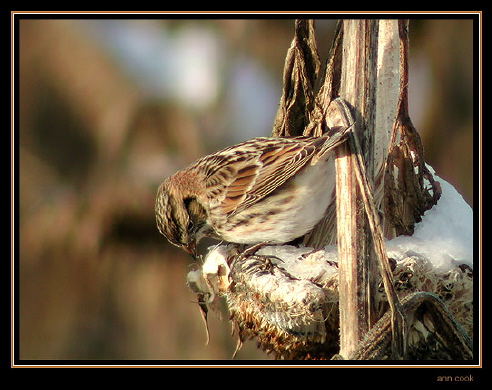Photo (4): Lapland Longspur