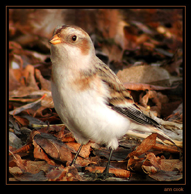 Image (5): Plectrophane des neiges
