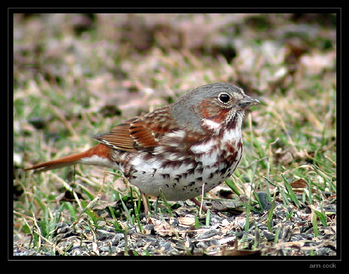 Photo (2): Fox Sparrow