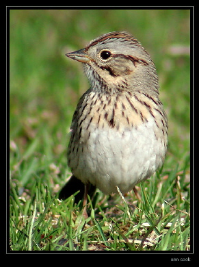 Photo (9): Lincoln's Sparrow