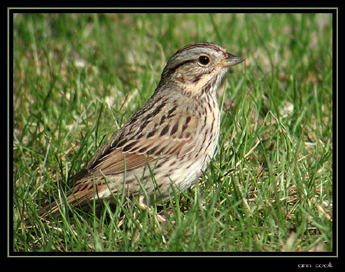 Photo (7): Lincoln's Sparrow