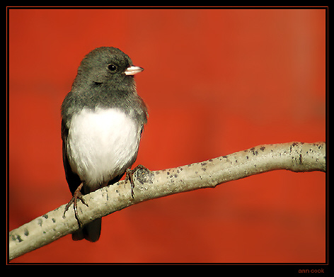 Photo (3): Dark-eyed Junco