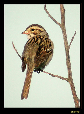 Photo (3): Clay-colored Sparrow