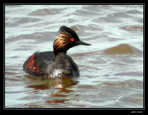 Photo (1): Eared Grebe