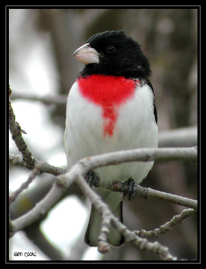 Photo (1): Rose-breasted Grosbeak