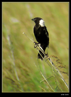 Photo (10): Bobolink