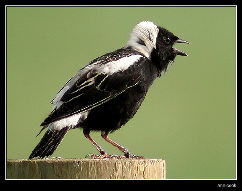 Photo (1): Bobolink