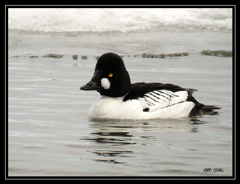 Photo (1): Common Goldeneye