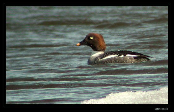 Photo (2): Common Goldeneye