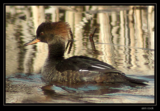 Photo (4): Hooded Merganser