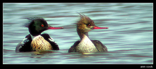 Photo (1): Red-breasted Merganser