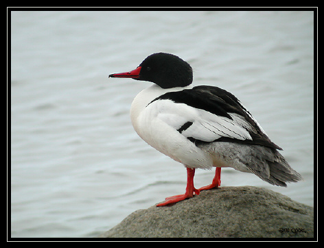 Photo (1): Common Merganser