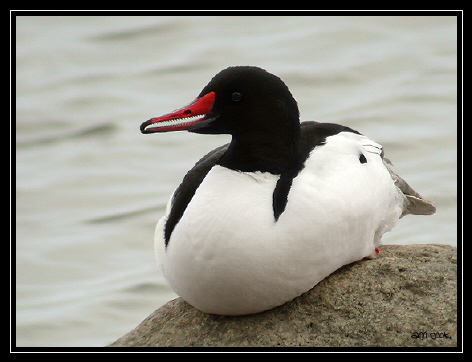 Photo (3): Common Merganser