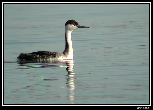 Photo (4): Western Grebe